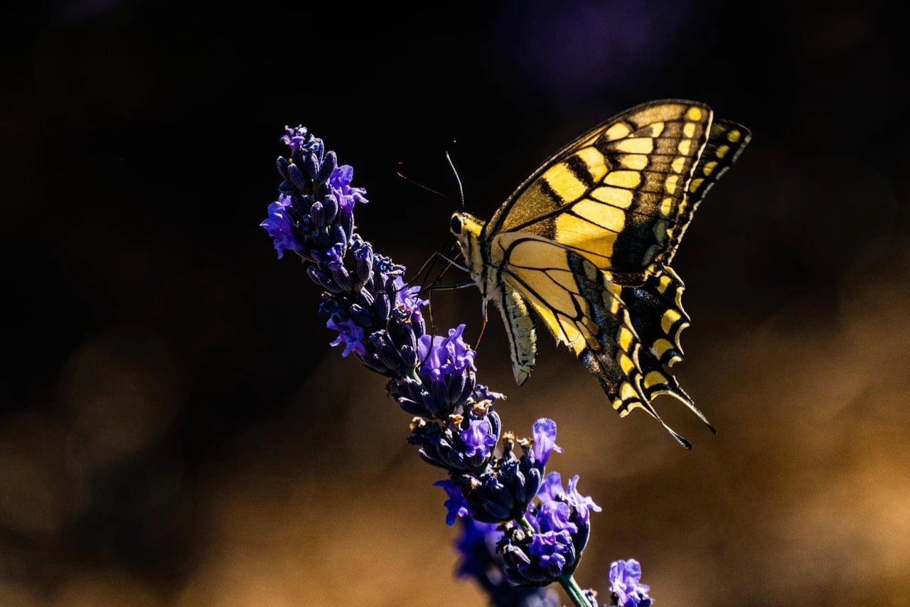 מארז פסח- בינוני