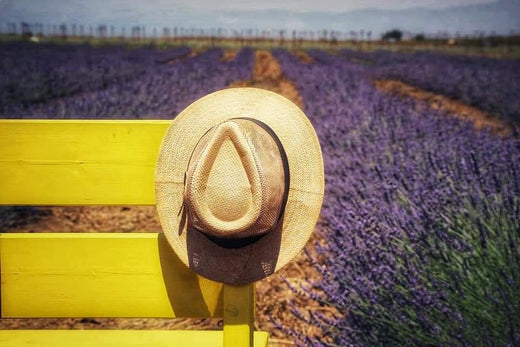 כובע בוקרים תלוי לפני שדות לבנדר
