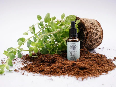 שמן אזוב עומד בתוך עציץ אזוב