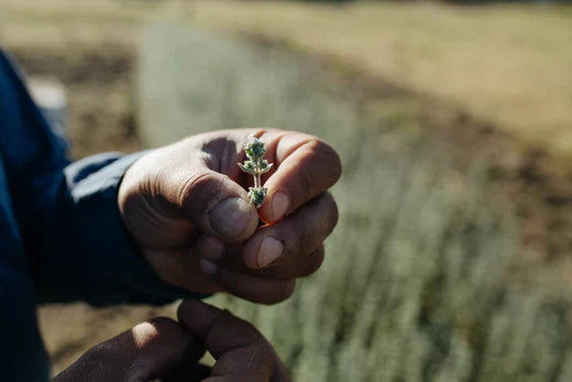 יד מחזיקה אזוב