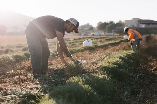 קוטפים אזוב בשדות
