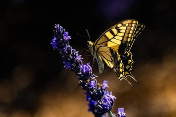 פרפר על פריחת לבנדר