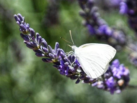פרפר על פרחי לבנדר