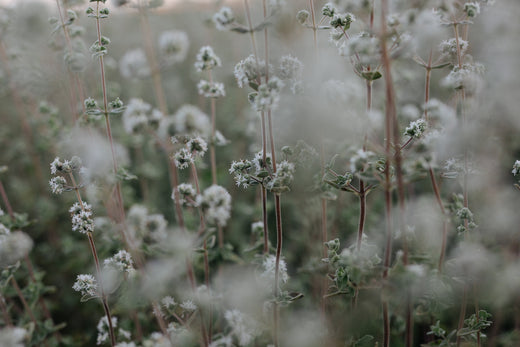 צמחי אזוב לשמן