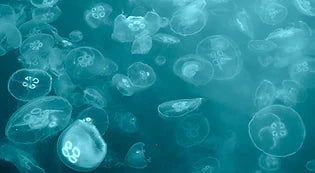 טיפול טבעי בעקיצות מדוזה