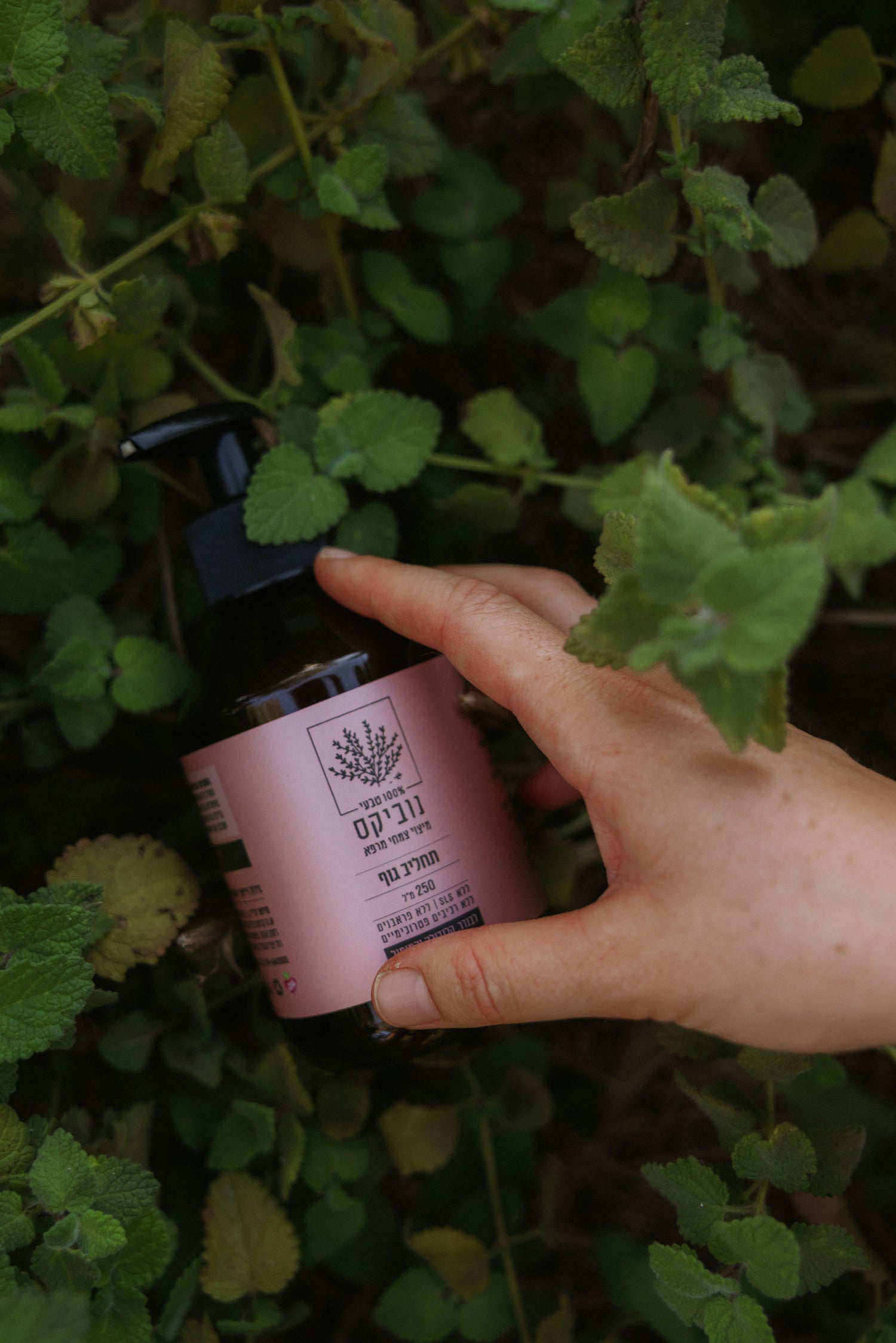 תחליב לבנדר, קלנדולה, קמומיל